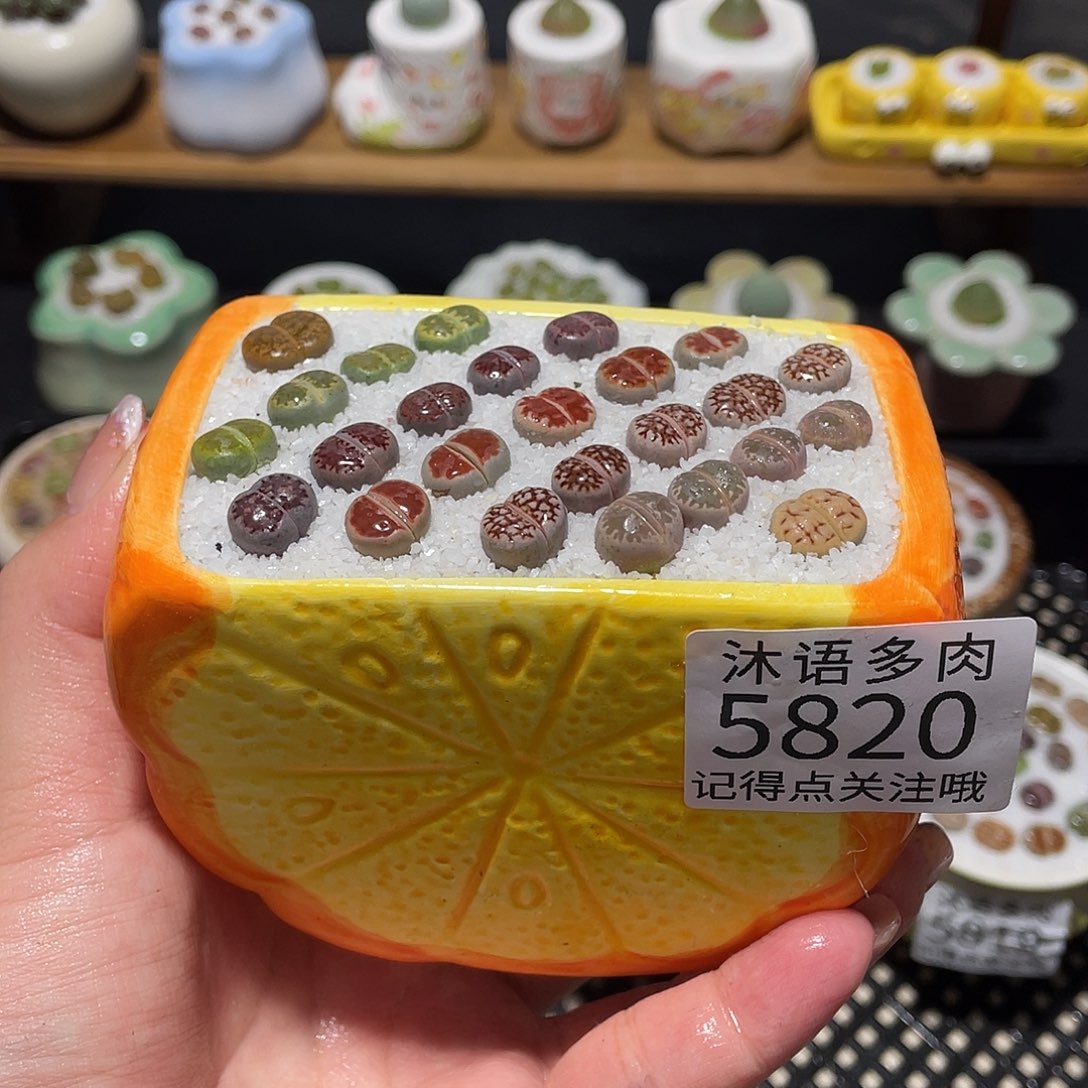 带盆土植物 一物一拍5820