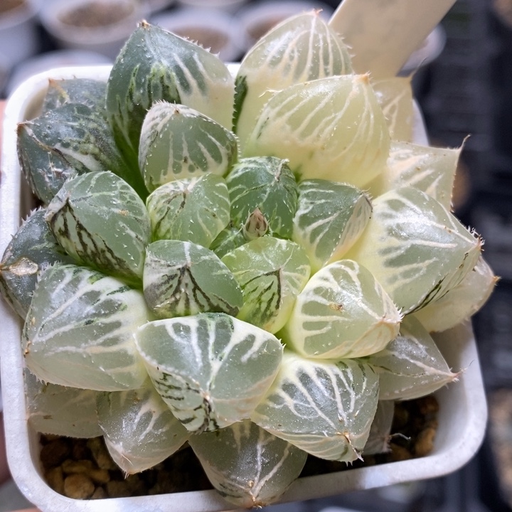 460号楼兰玉露锦带盆