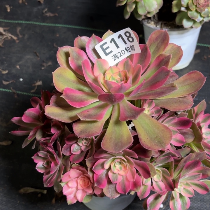 瑞妈一物一拍118