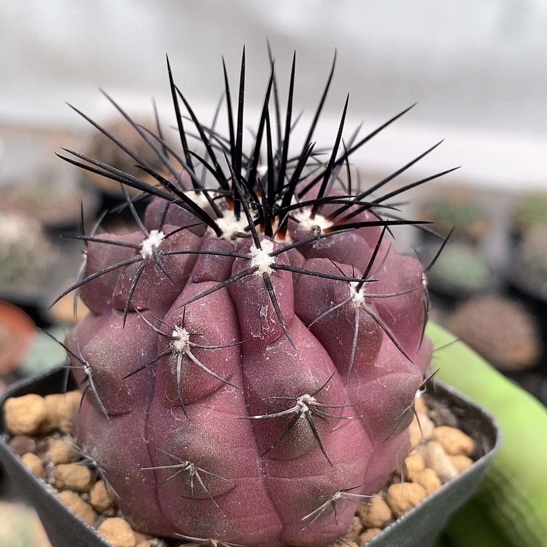 实生豪枪玉仙人球