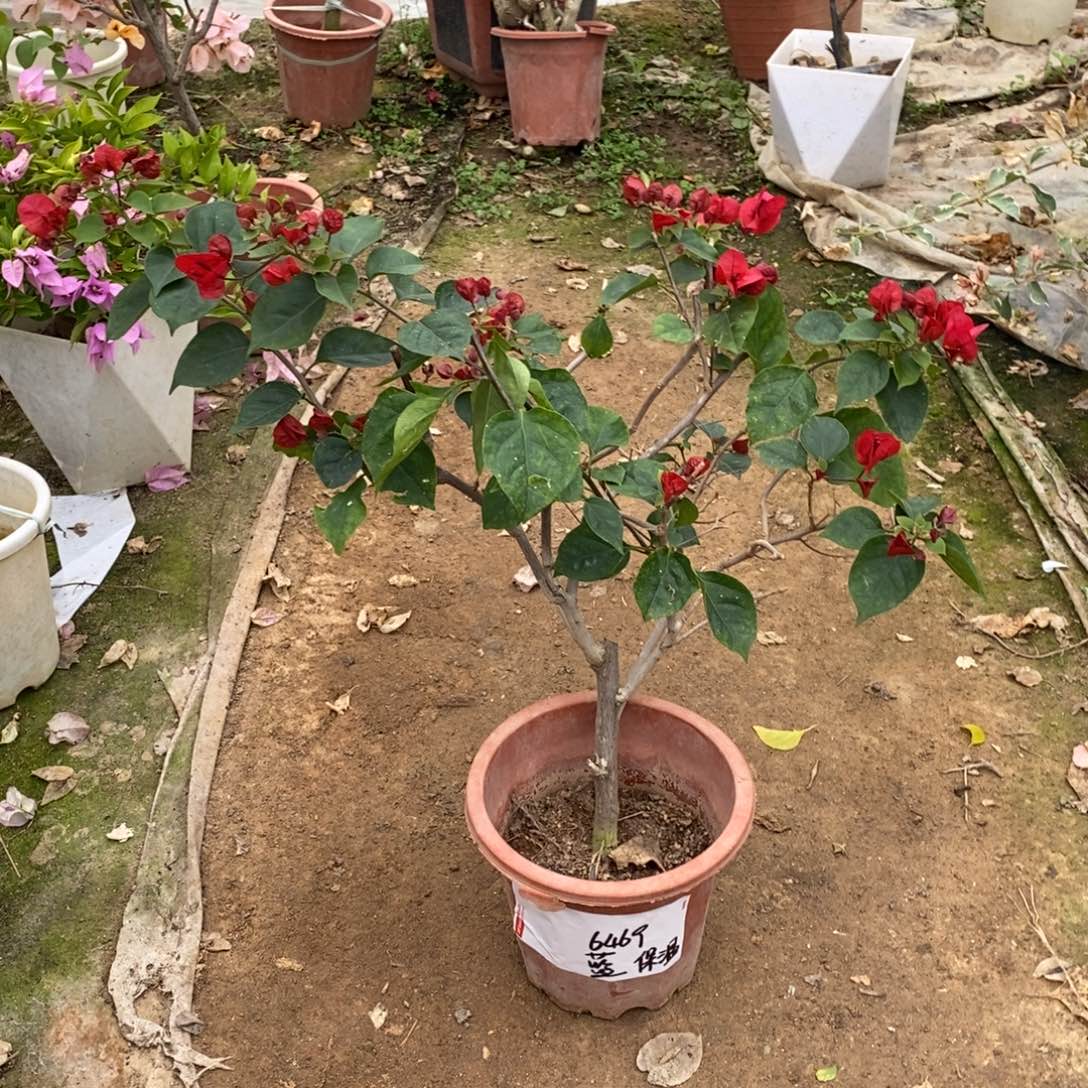 无花朵运输过程中掉花掉叶属于正常现象