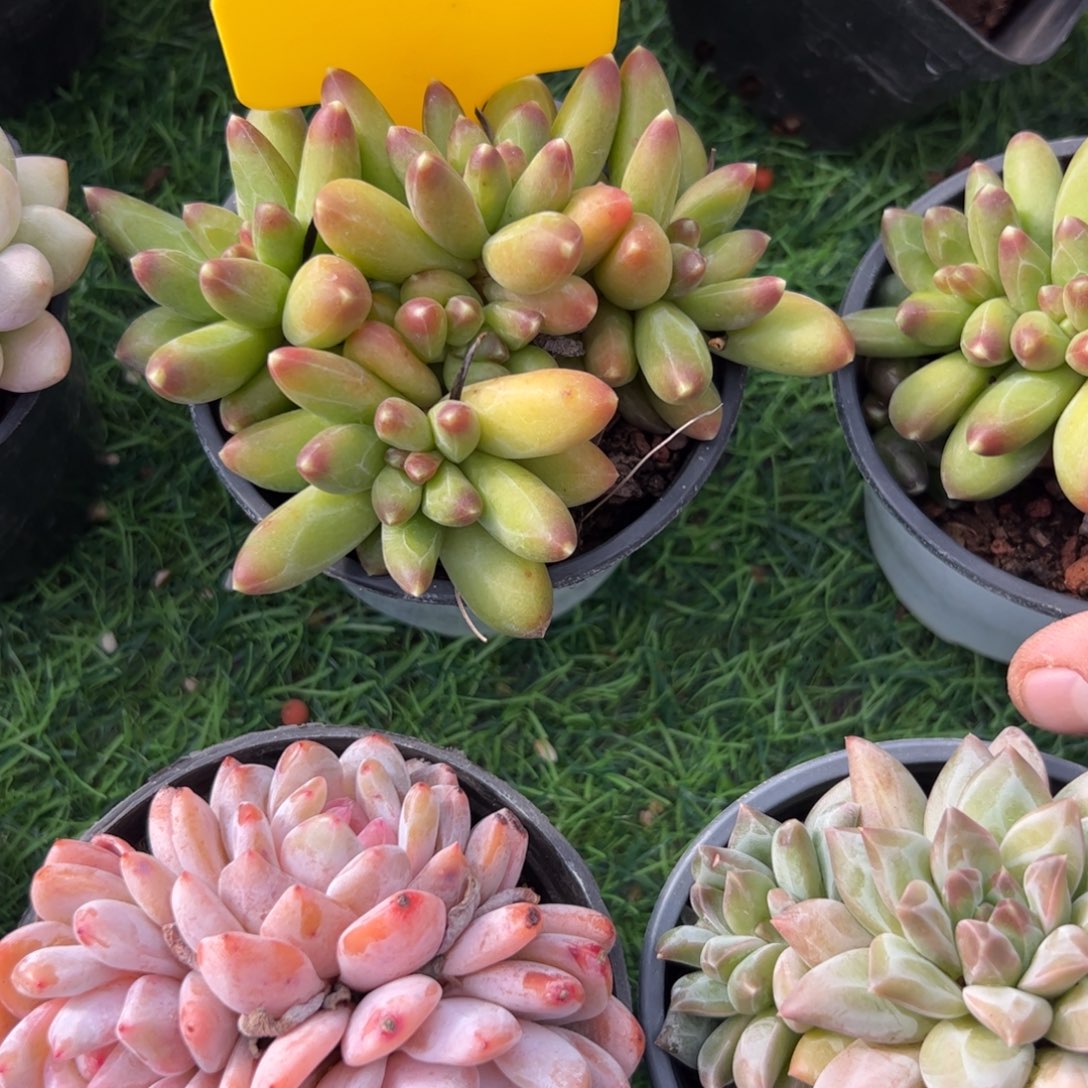 千代田多肉植物保护研究所