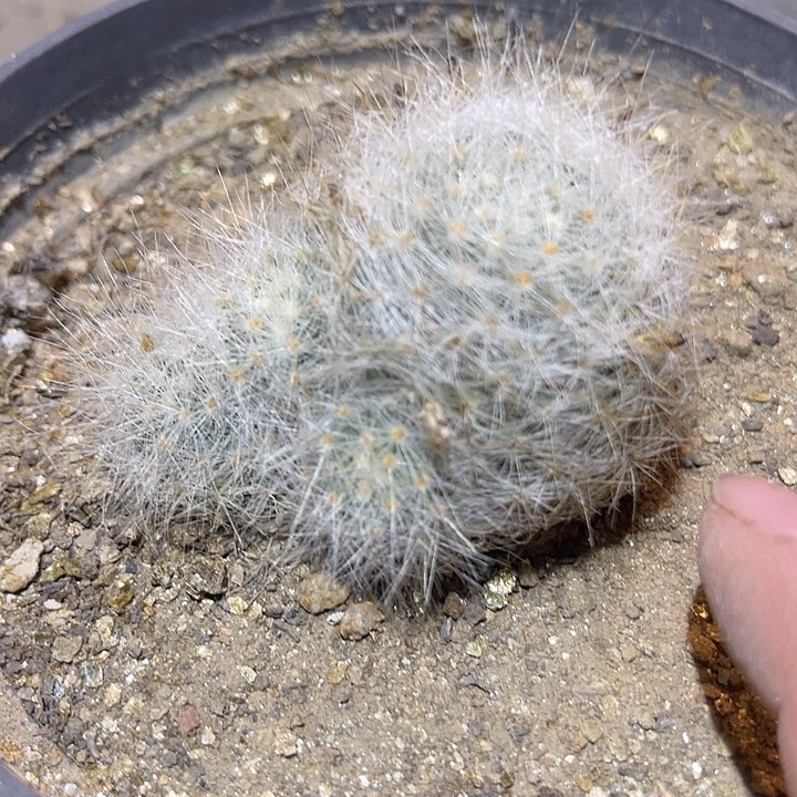 满38包邮2天凑单，脱土晾根发货多肉植物