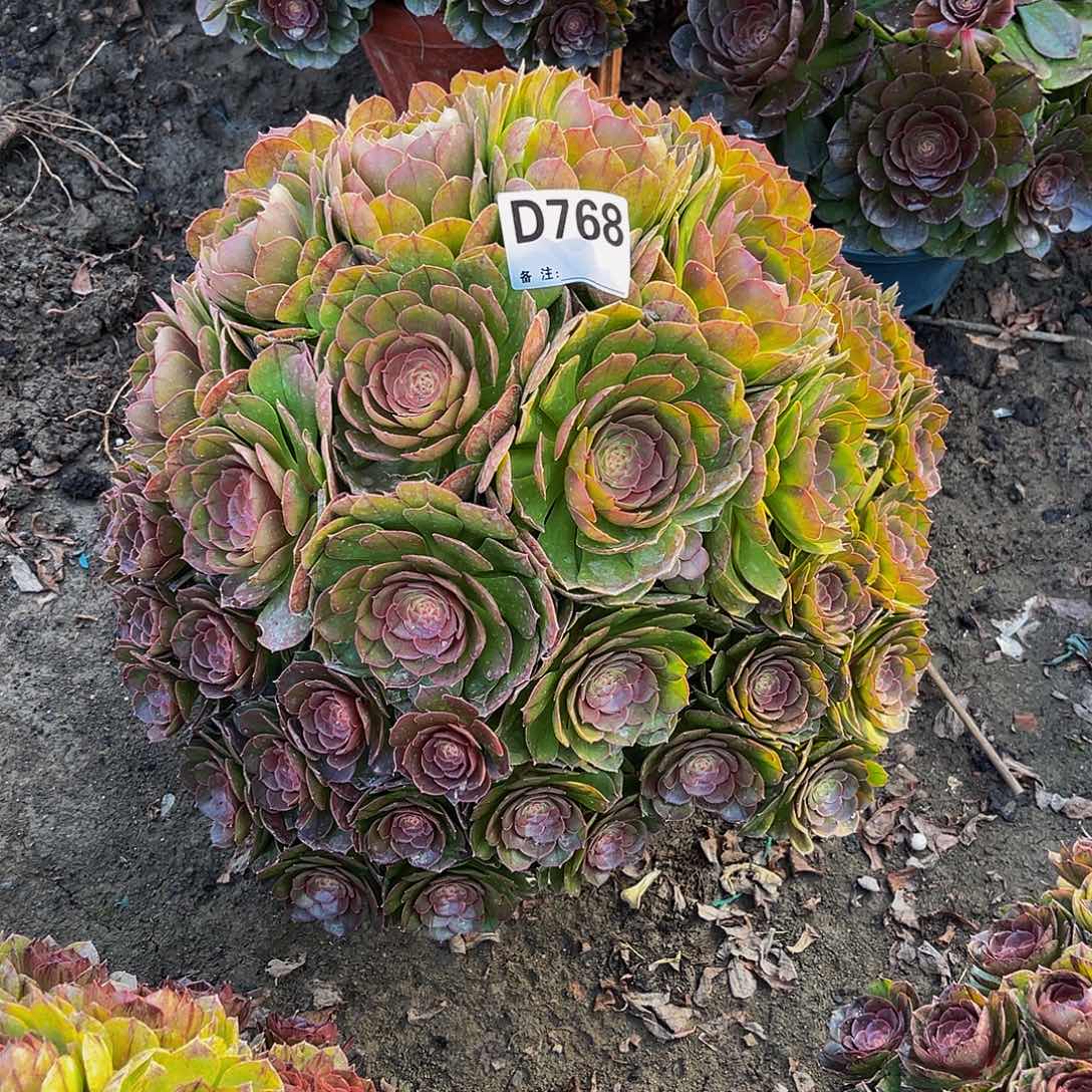 万圣节法师14–21包邮x