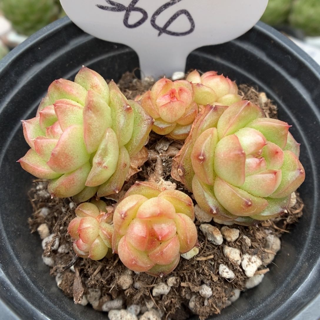 灯泡珍妮无砍群生564号
