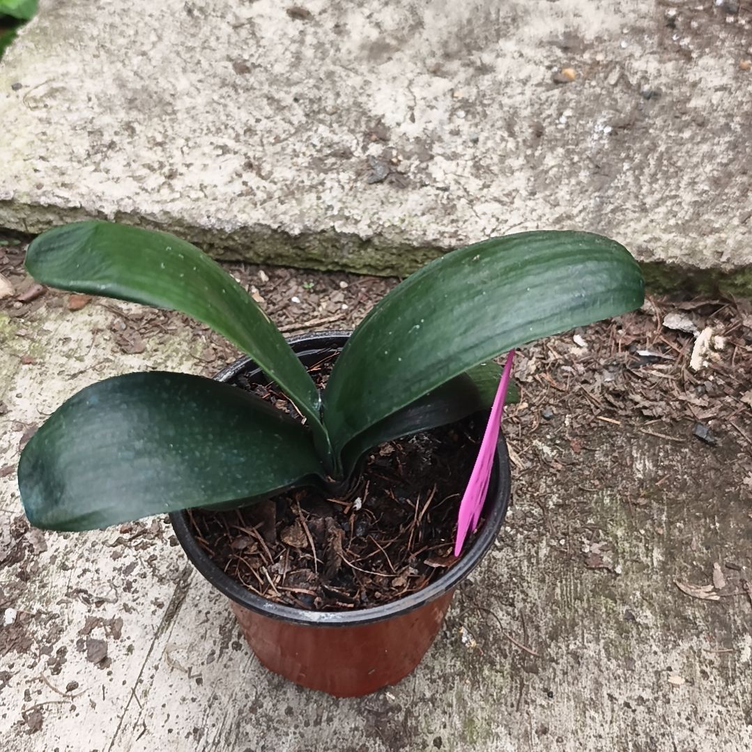 雨***丝完全开放黑美人短体特惠苗一颗