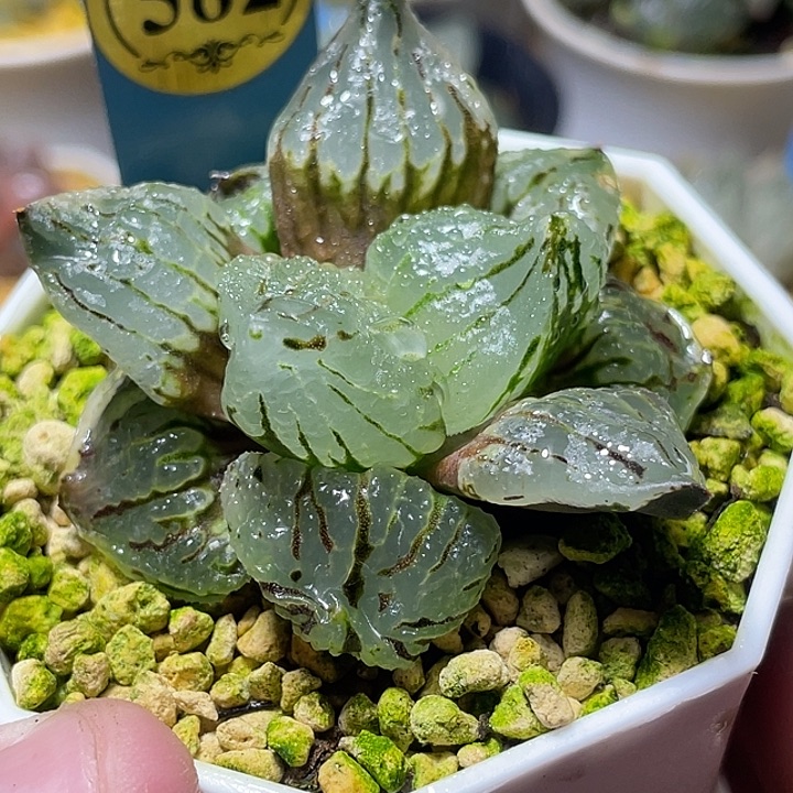 582琉璃特选福利一物