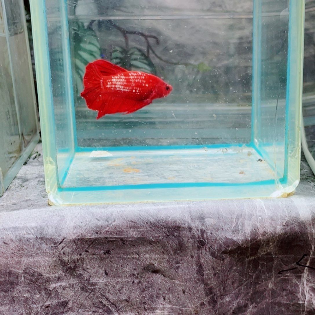 斗鱼育平斗鱼泰国斗鱼