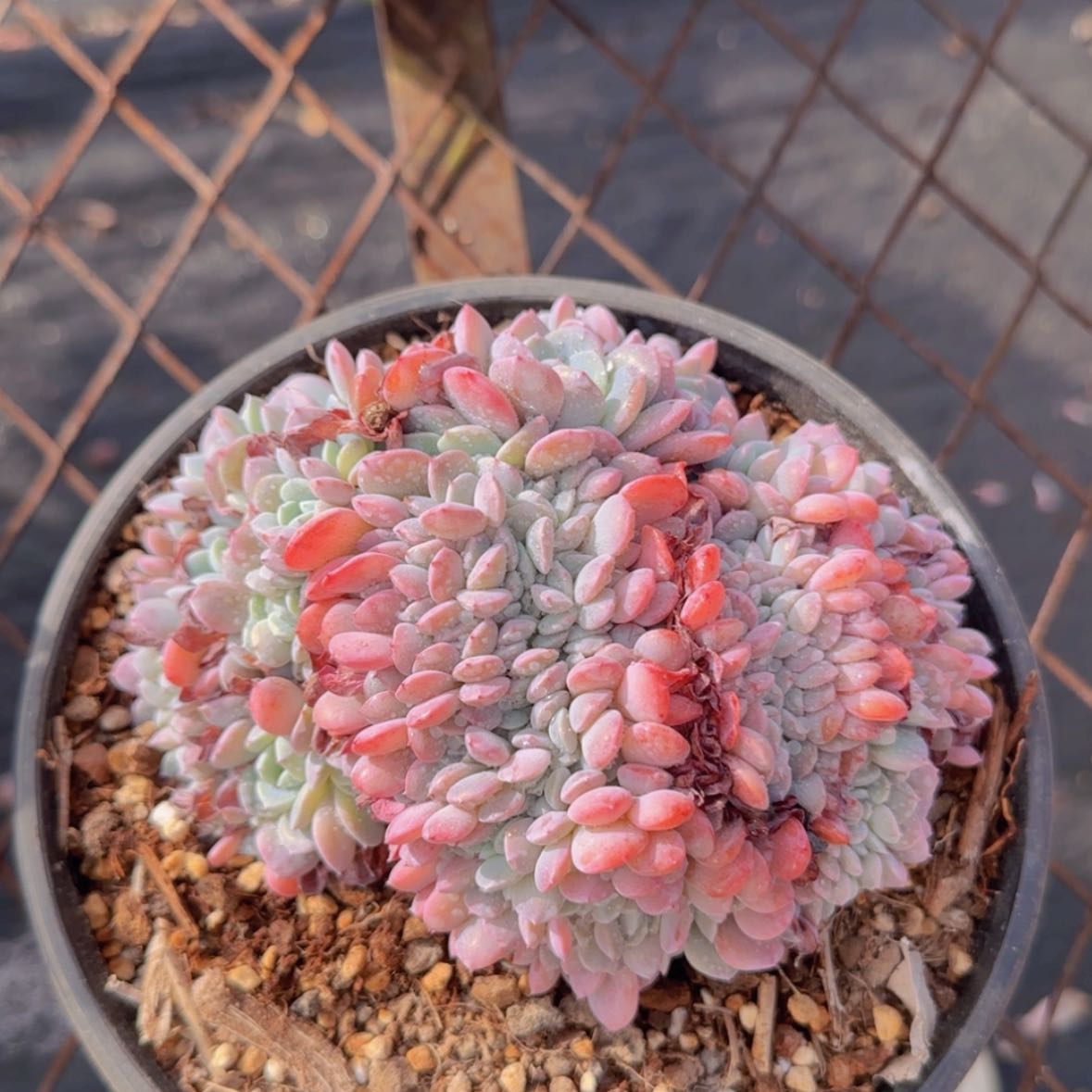 【闪购商品】正版海棠花缀19.9