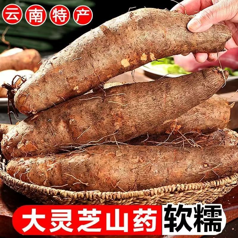 山药云南粉糯灵芝山药新鲜现挖现发粉糯香甜净重3/5云南灵芝山药