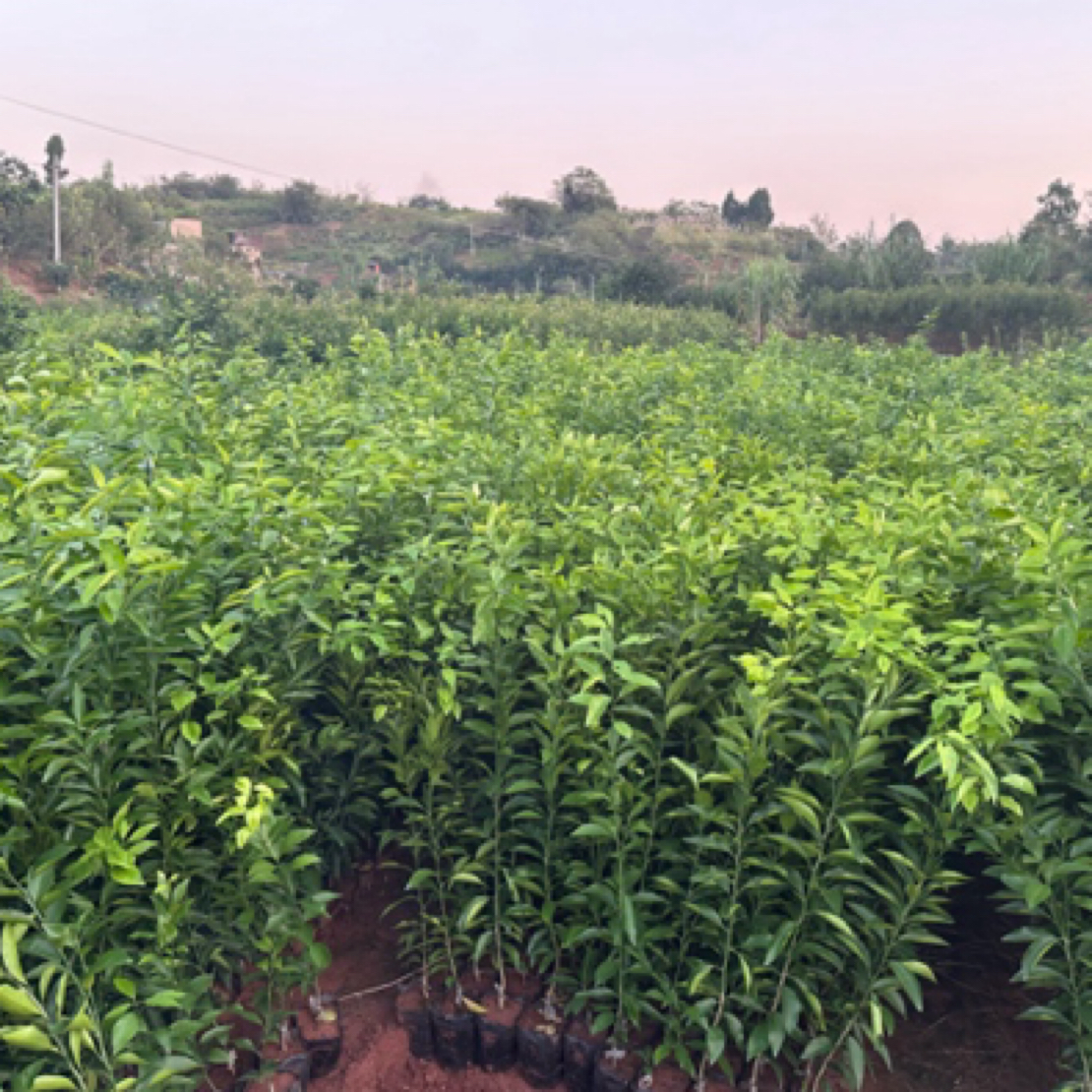 绿植苗木一物一拍