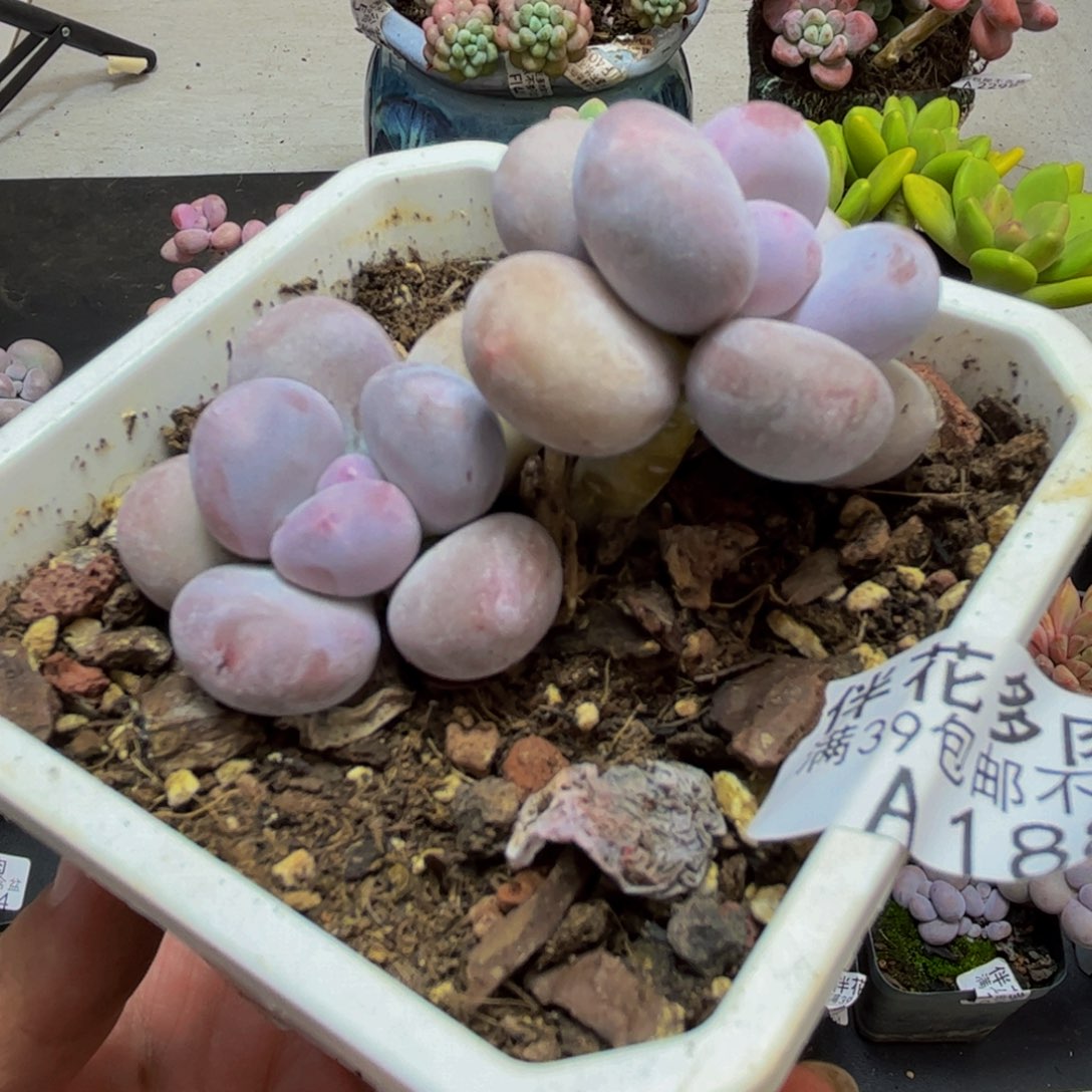 1888彩虹奶6cm多肉