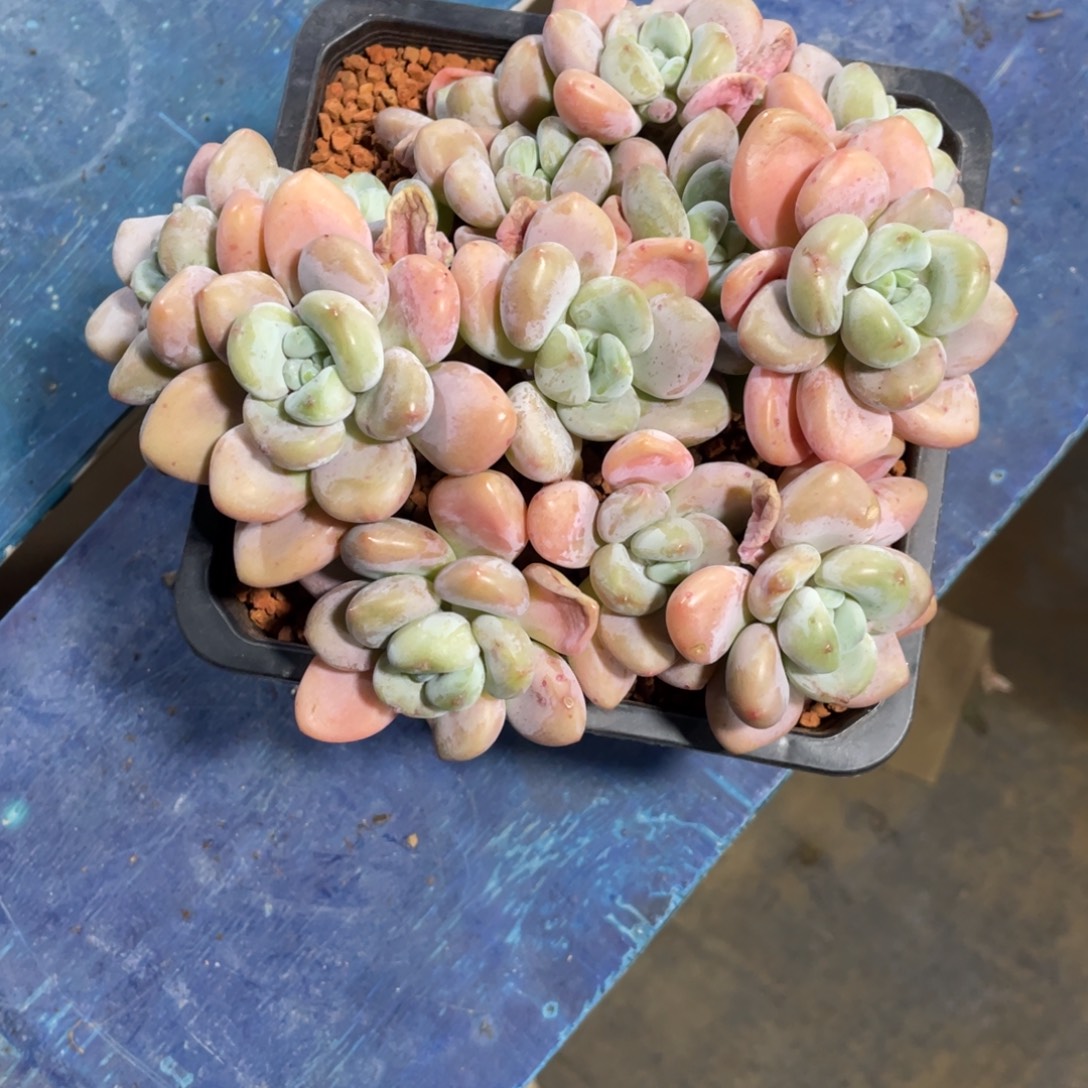 洛神一物一拍中通快递