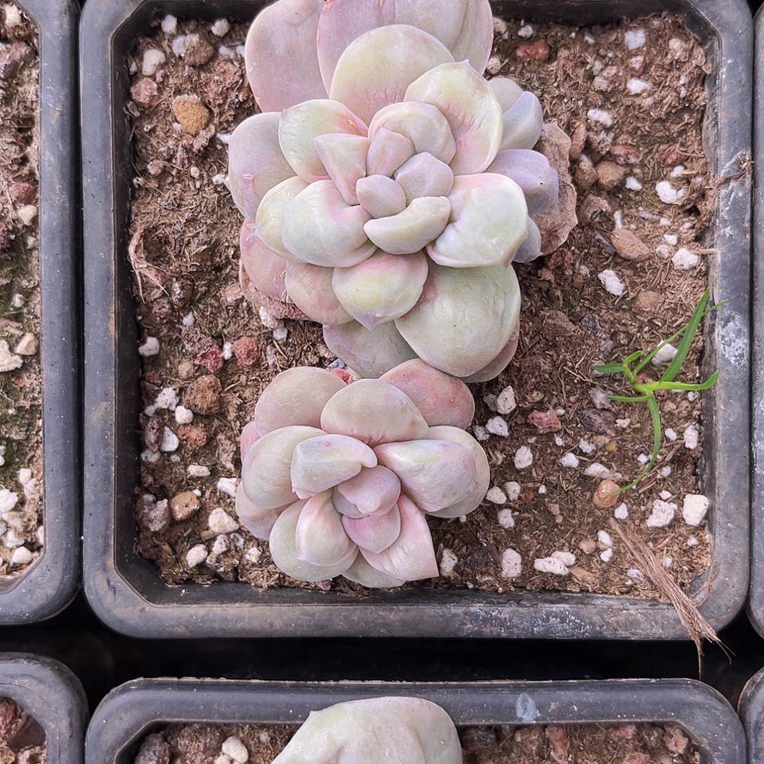 山茶花11公分99999999999