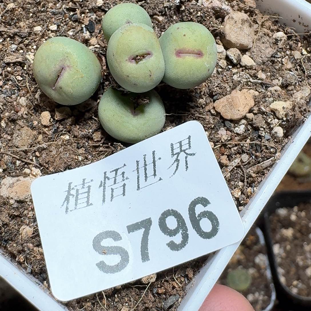 796号多肉植物哇c g