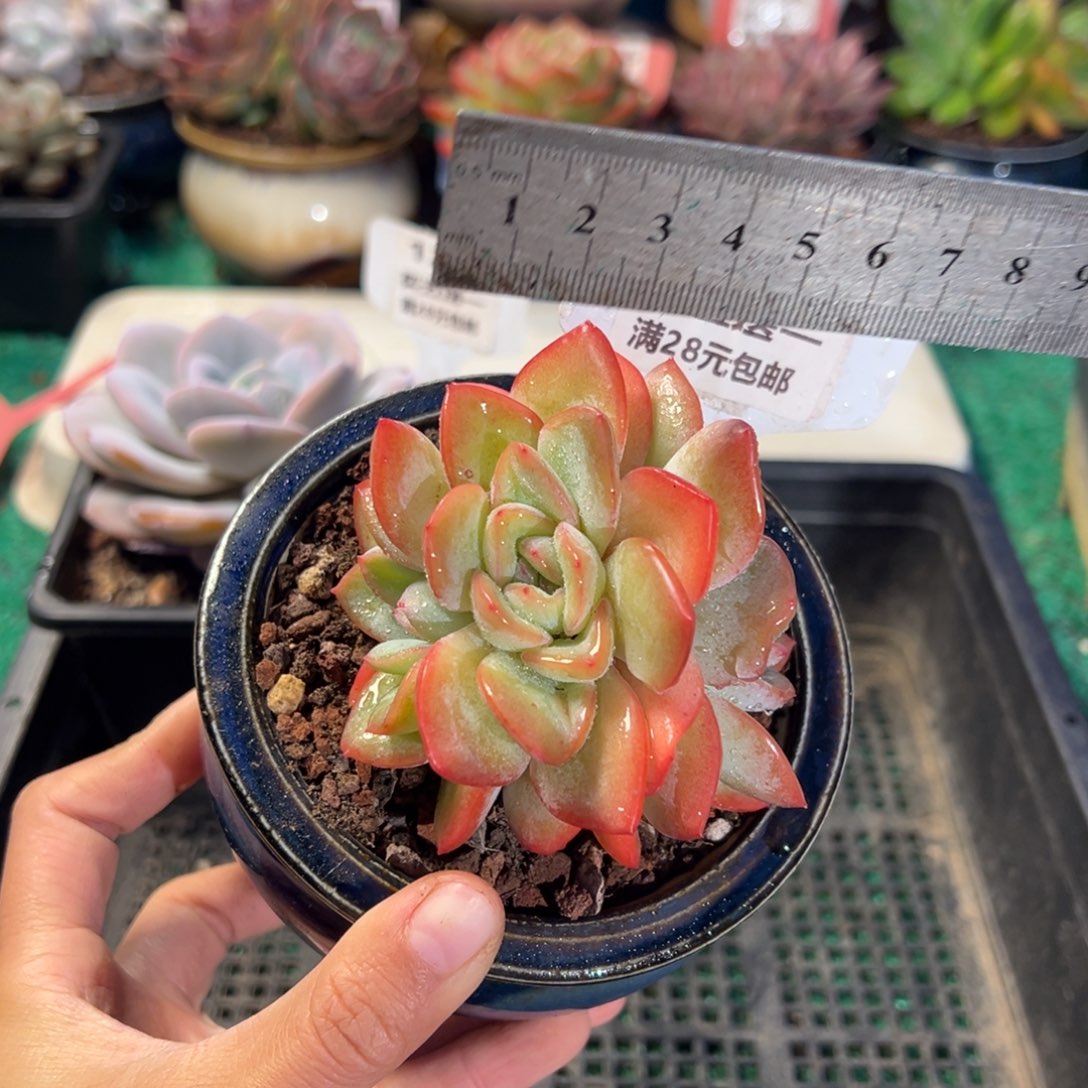表妹精品多肉植物107.
