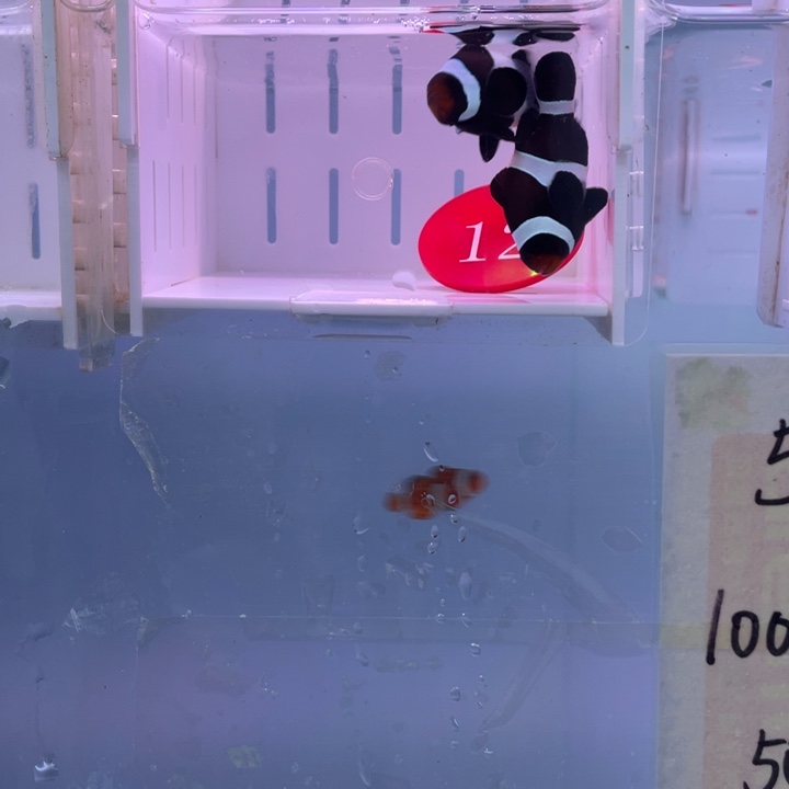 海水鱼精品奥黑2条4左右