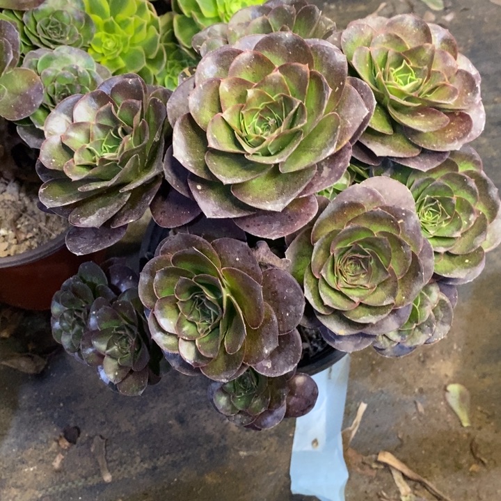 魅金多肉断头不包469