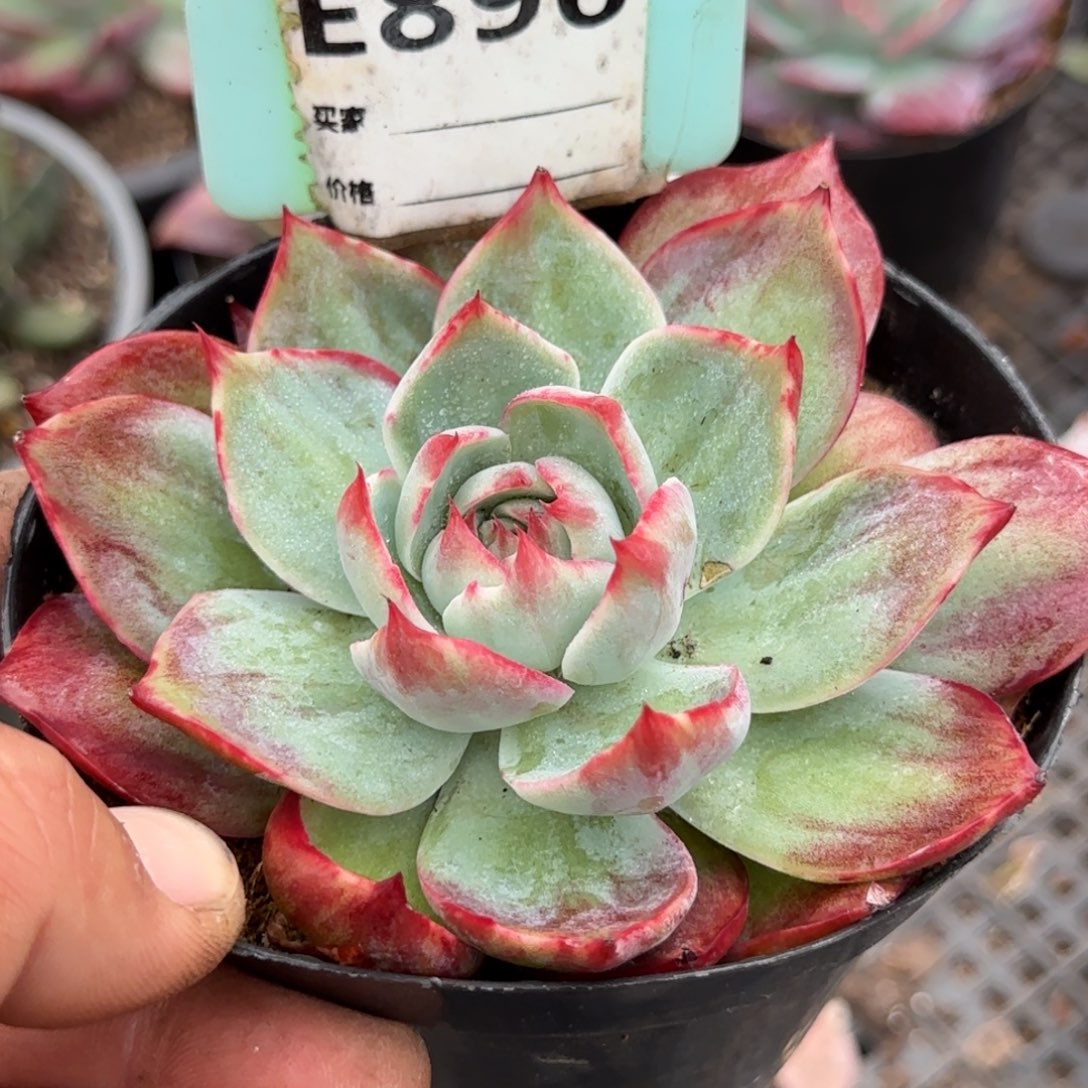 惊鸿一物一拍包装收缩花旱896