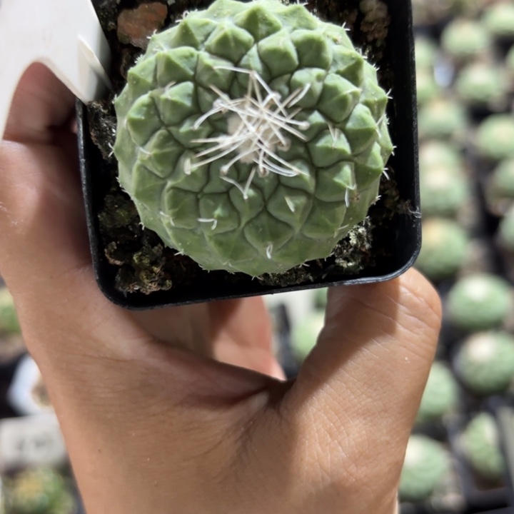 1188实生4，2公分菊水好养