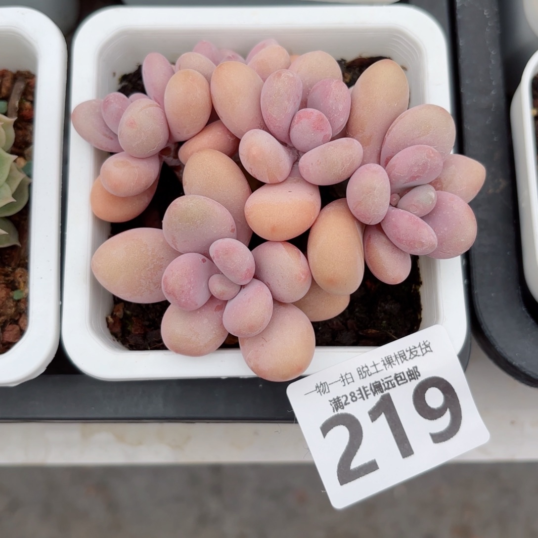 桃蛋老桩无盆土发货