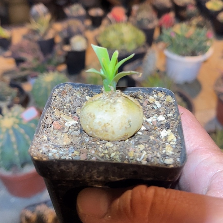 满38包邮2天凑单，脱土晾根发货多肉植物宽弹