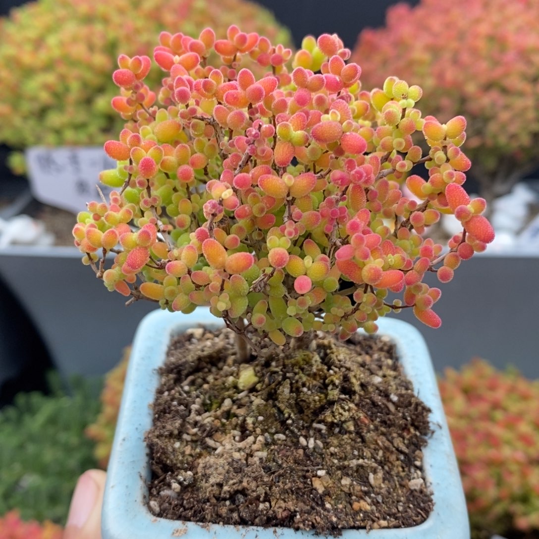 无花朵18号蜜橘糖球（带盆）