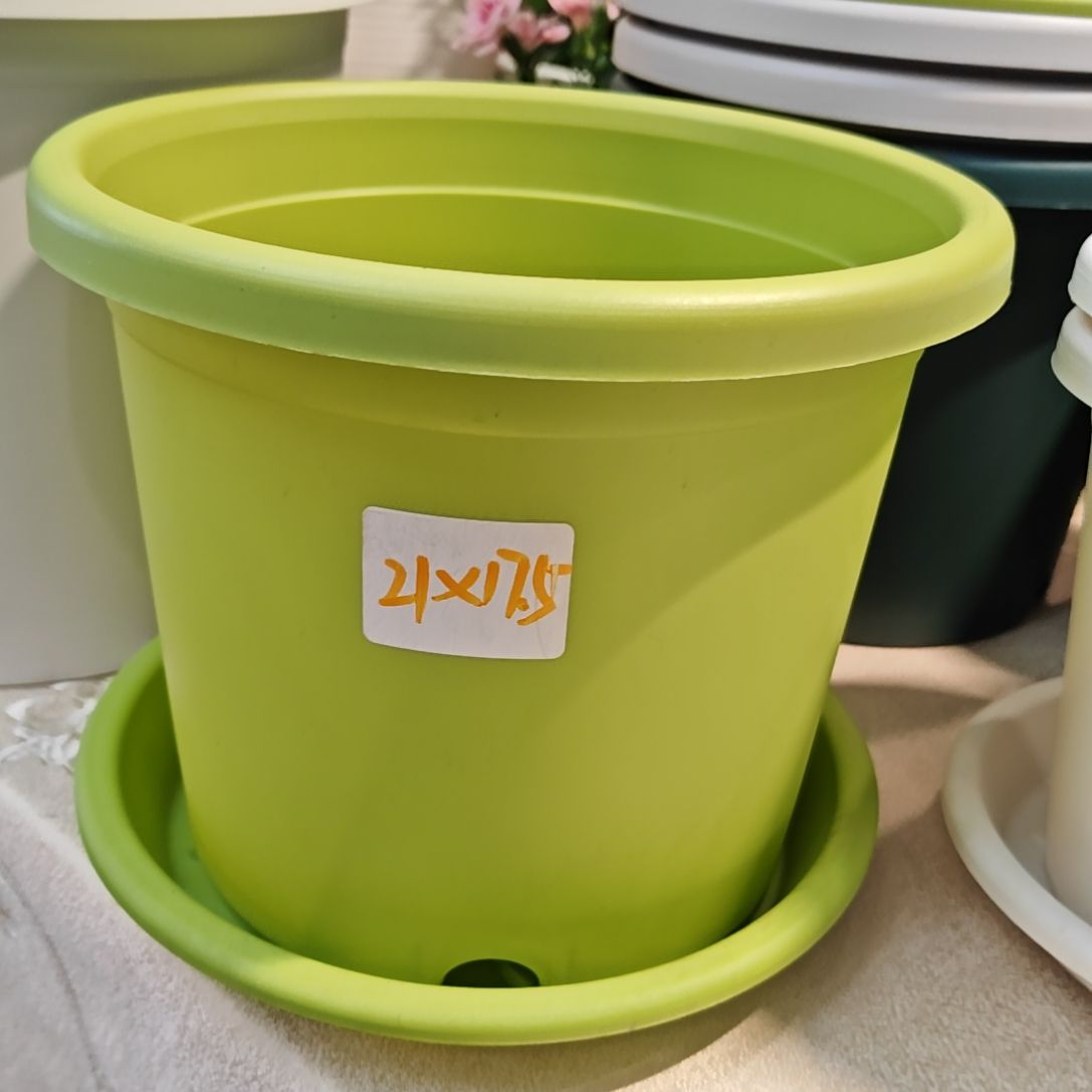 四季盆外口径21，果绿带托五个