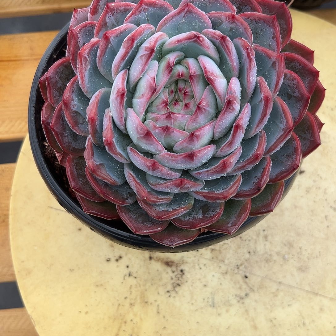 109红鸾。多肉。      