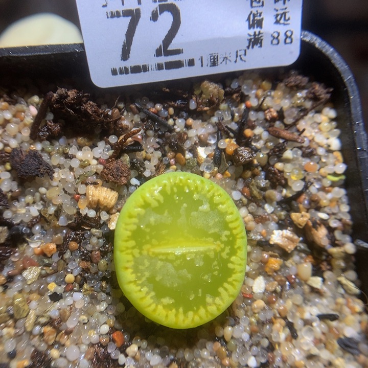 精品生石花123.72