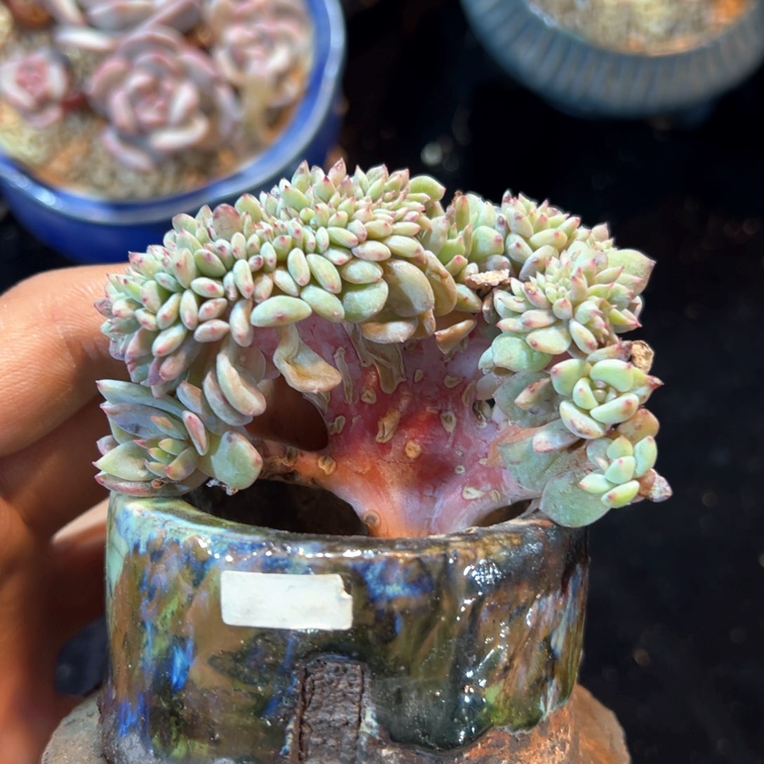 新年快乐 新年快乐