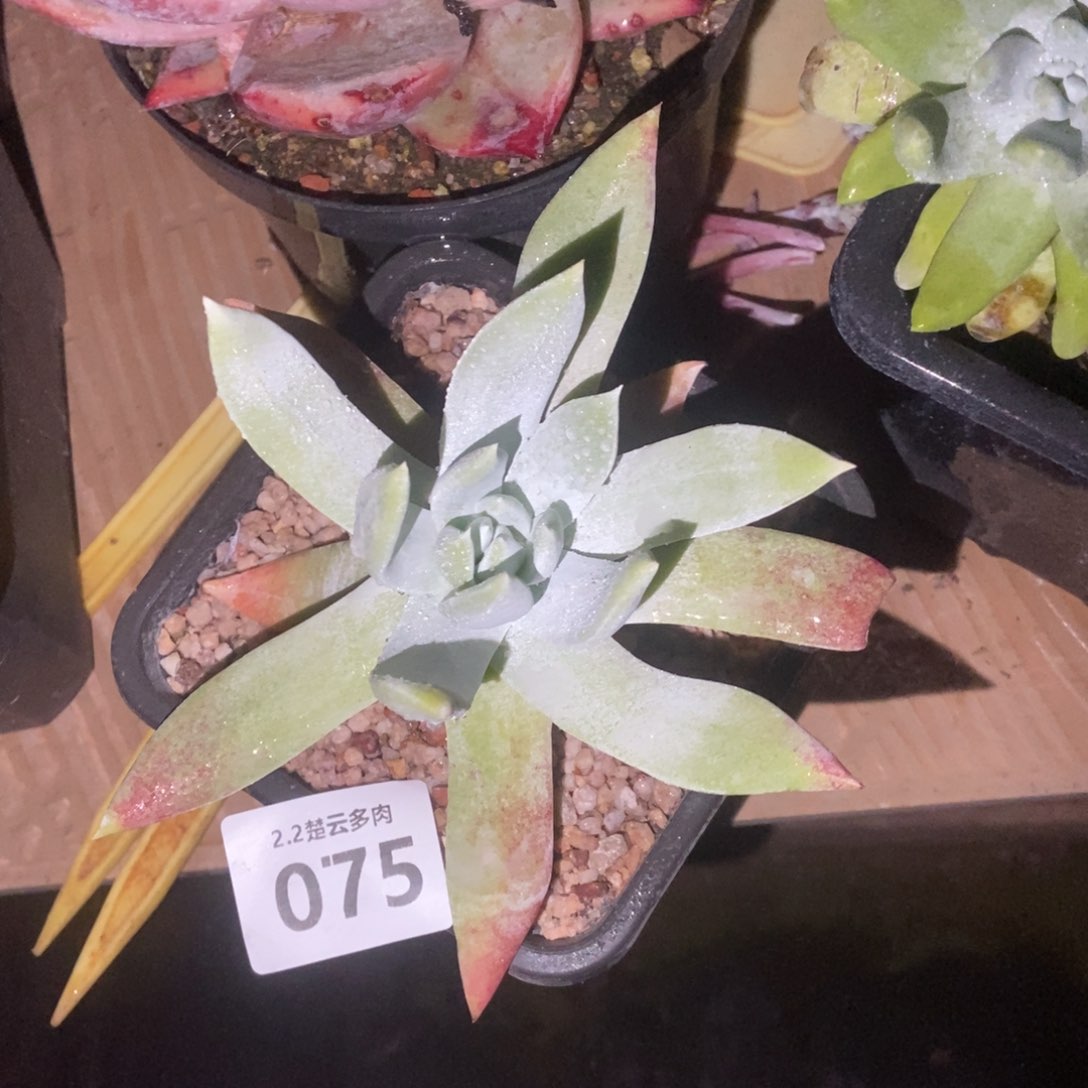 075多肉植物啦啦啦