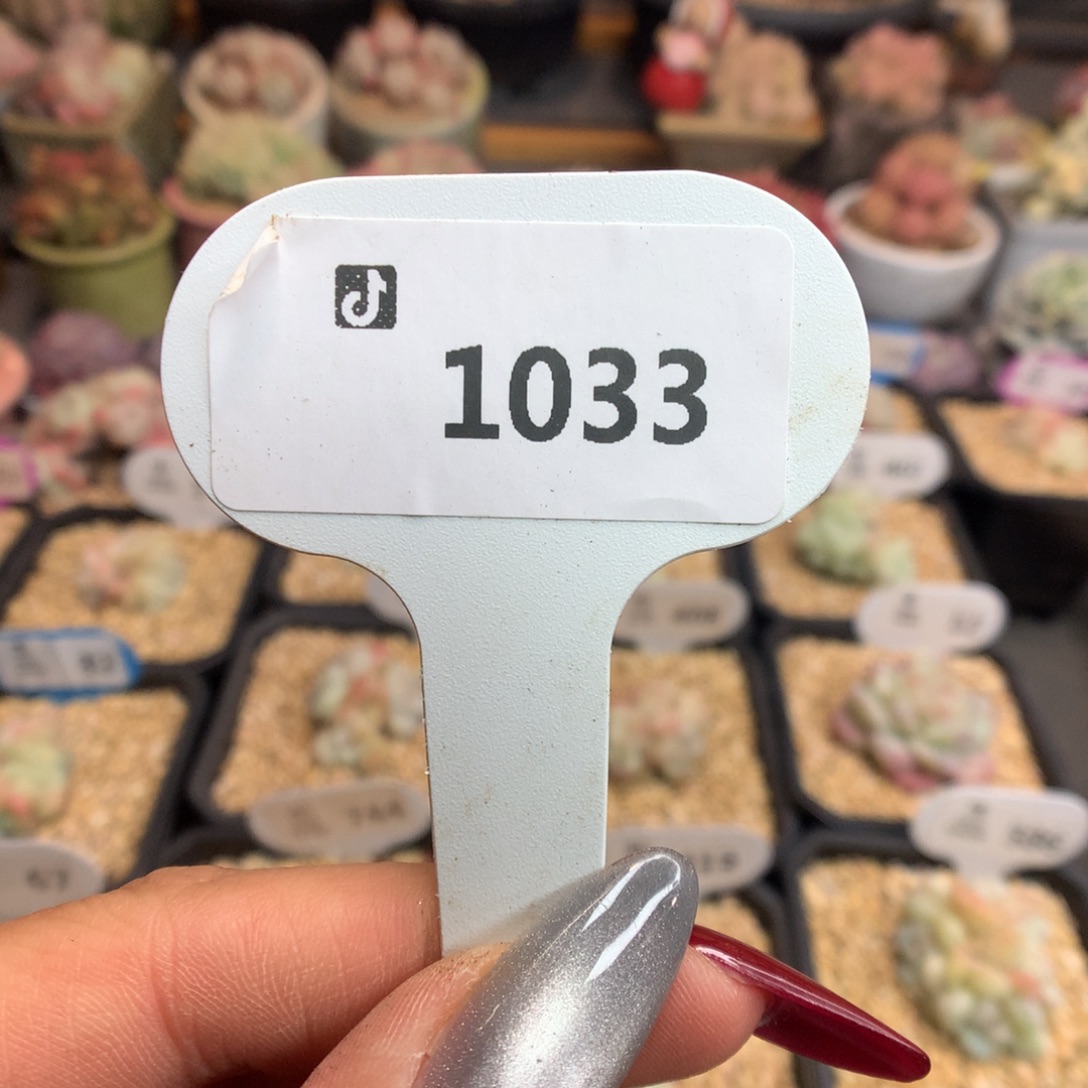 1033盲盒多肉新年快乐