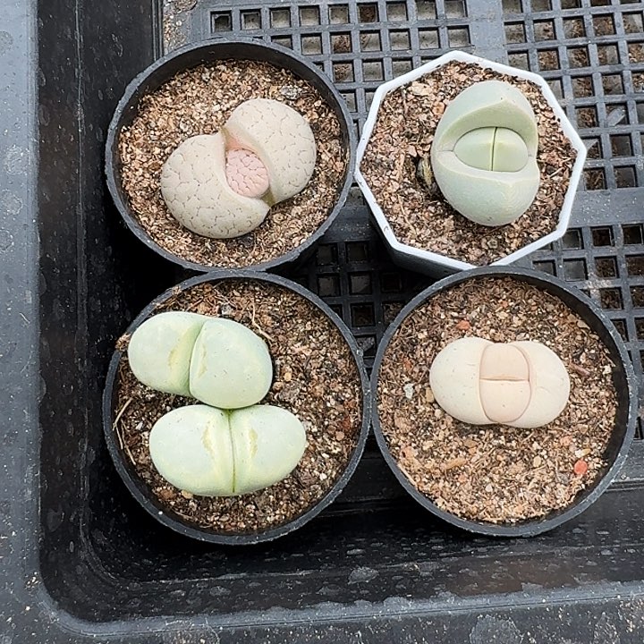 生石花1111。   253