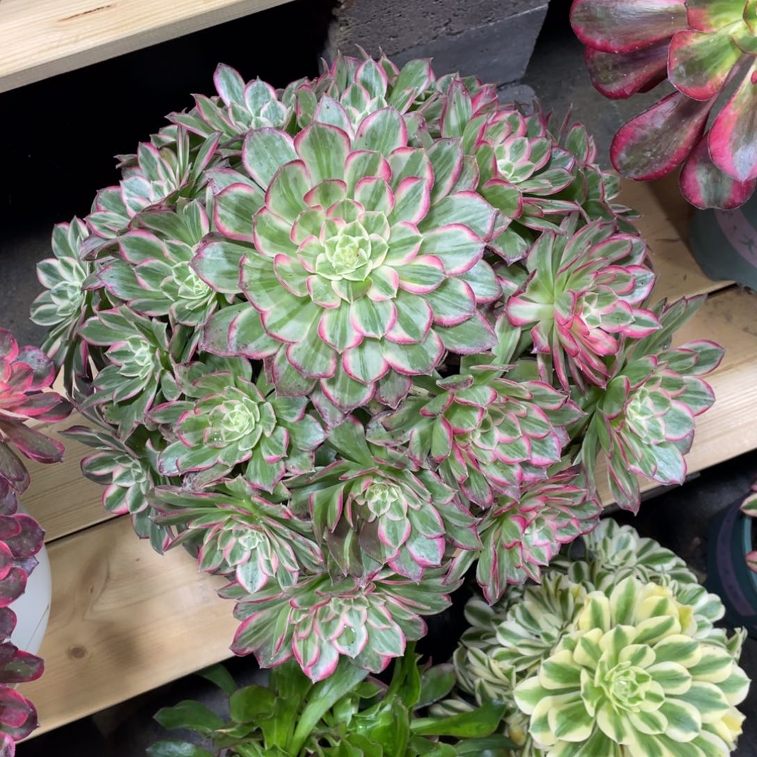 爱****桃莲花多肉植物老桩