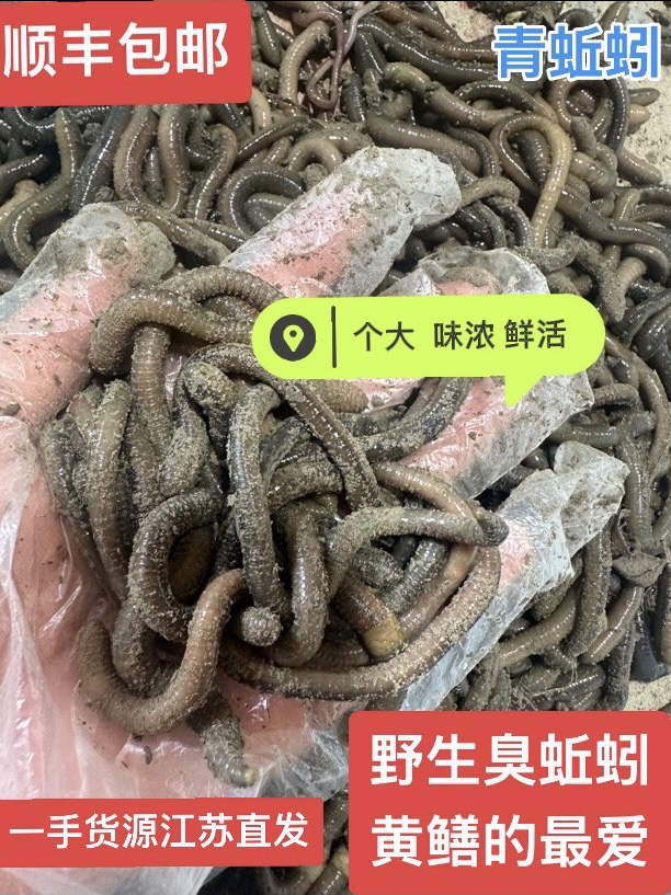 青蚯蚓鲜活钓鱼鱼饵黑蚯蚓臭蚯蚓野钓蚯蚓活饵包邮