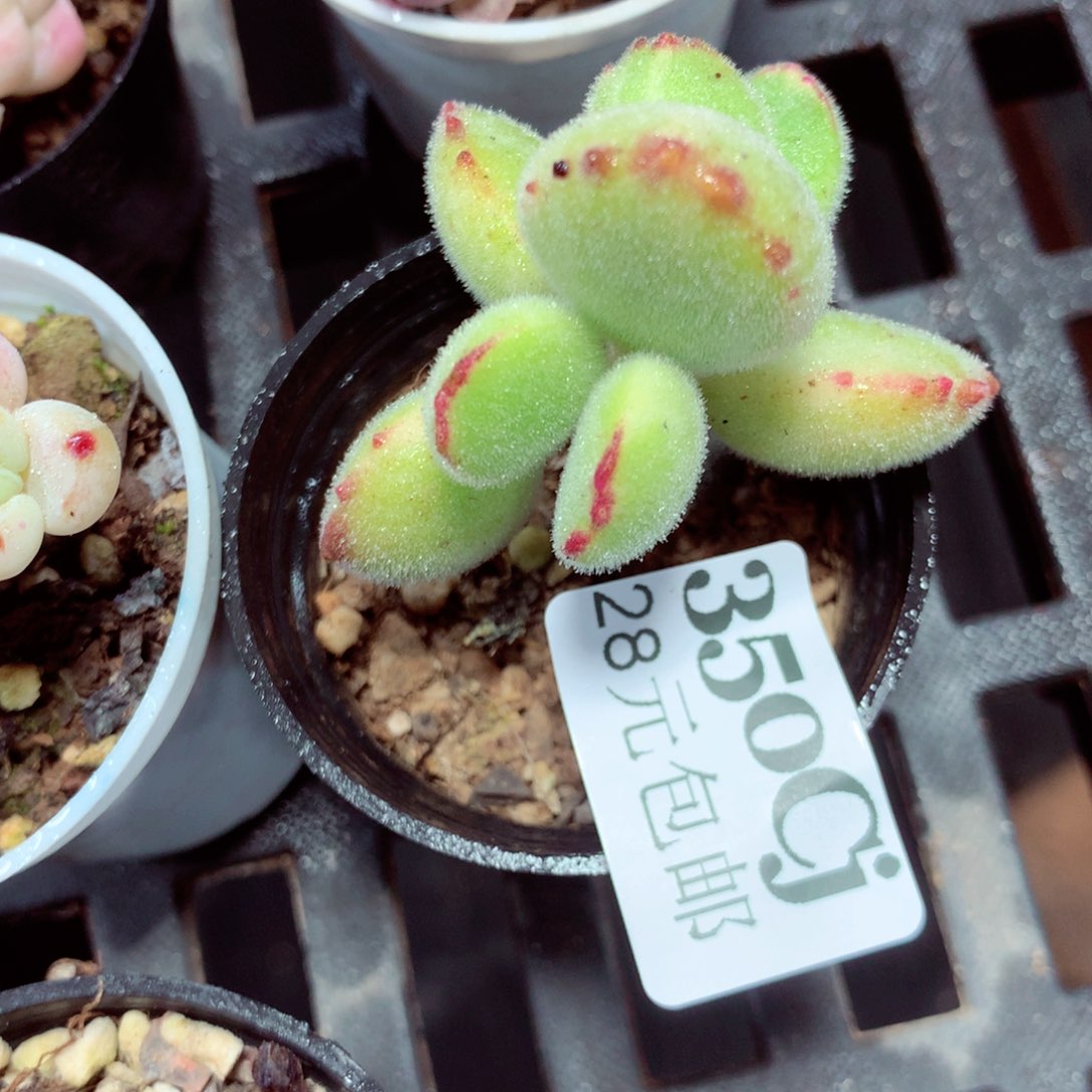 5厘米盆精控多肉350