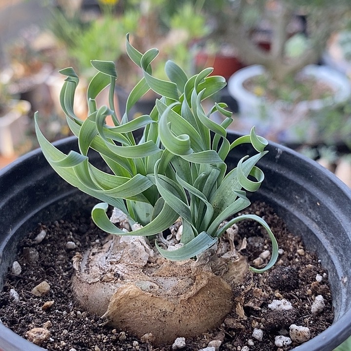 840贵妃弹簧草母本球带盆