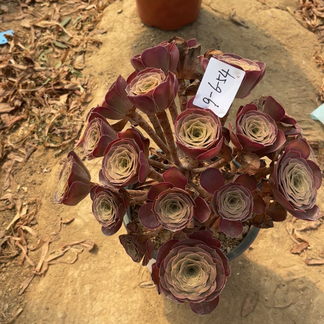 9.6-54魅金玫瑰绣球