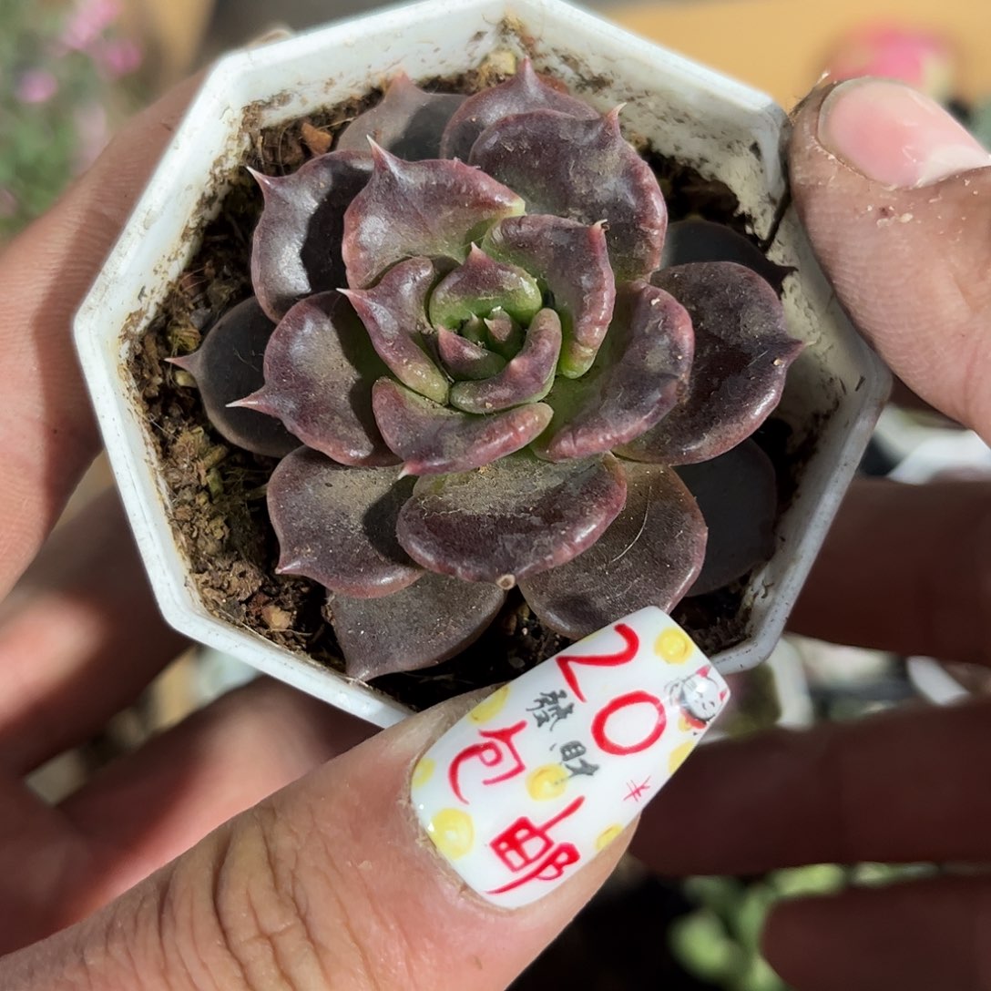 黑饺子皮单头发货有根