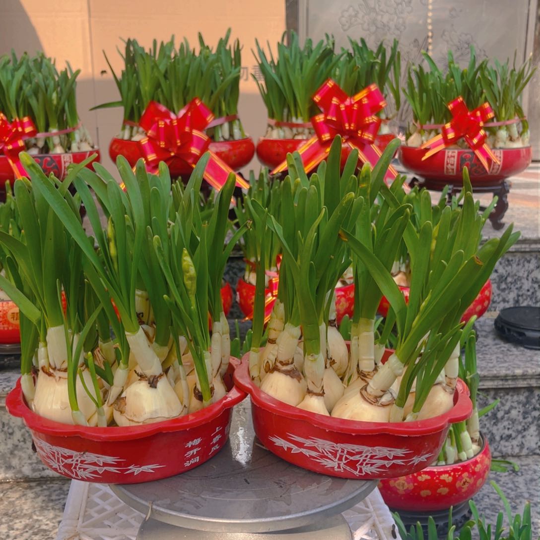 小*子复瓣水仙花18cm