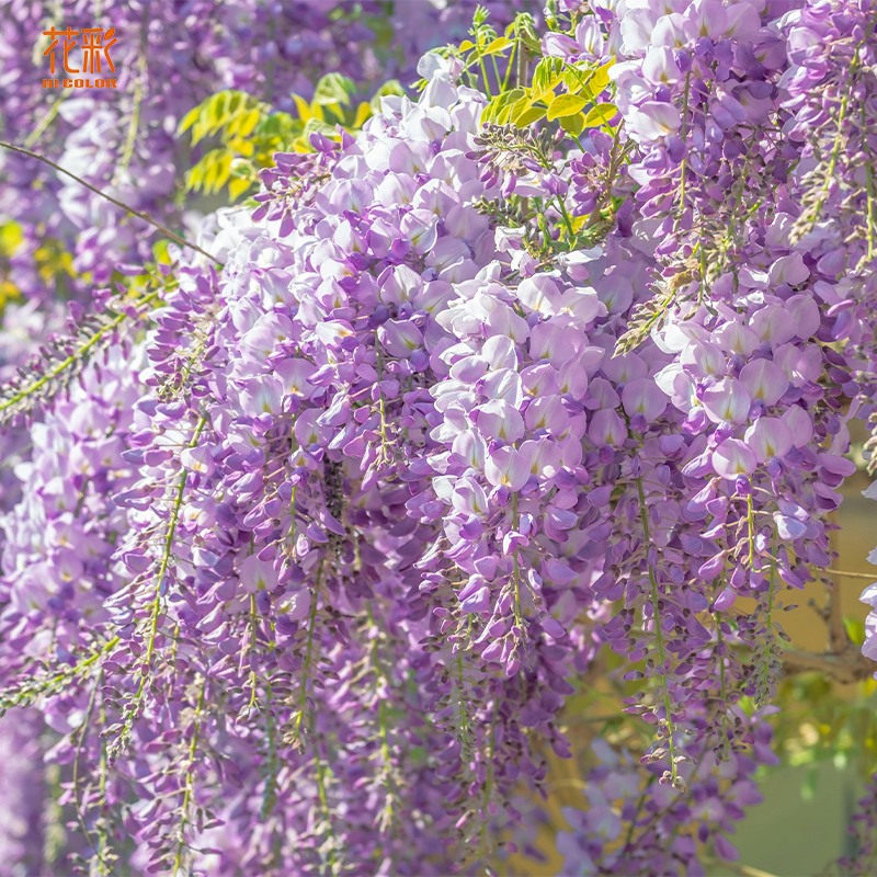 花彩紫藤树苗爬藤植物攀援多年生花卉庭院阳台屋顶春季树苗花墙
