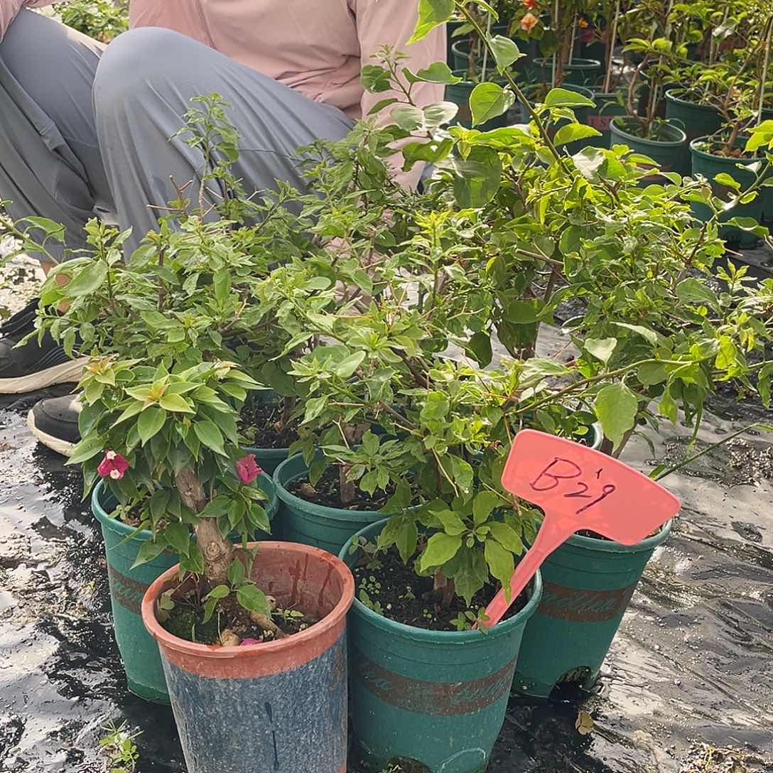 大部分花苞少量开放B29随机一颗