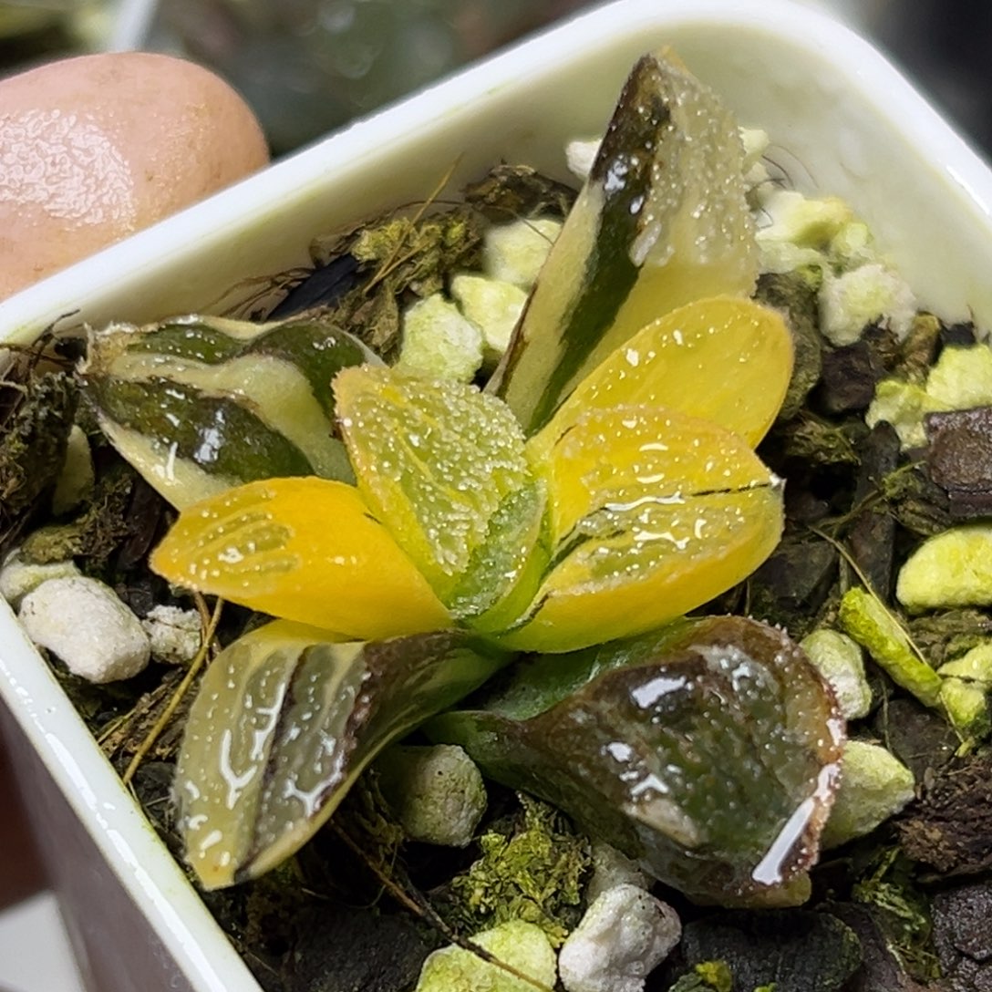 十二卷多肉植物1925雪之礼