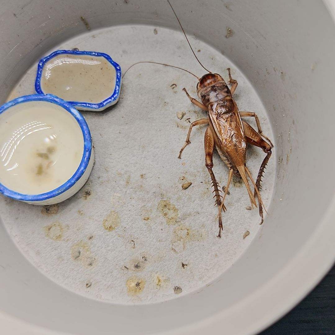 蟋蟀歪门邪调 快乐的人50