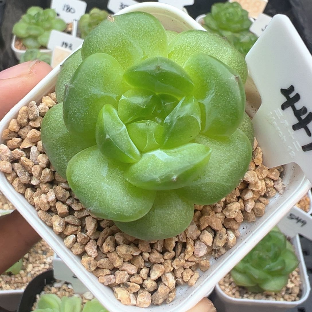 449号遥遥晗雨多肉植物