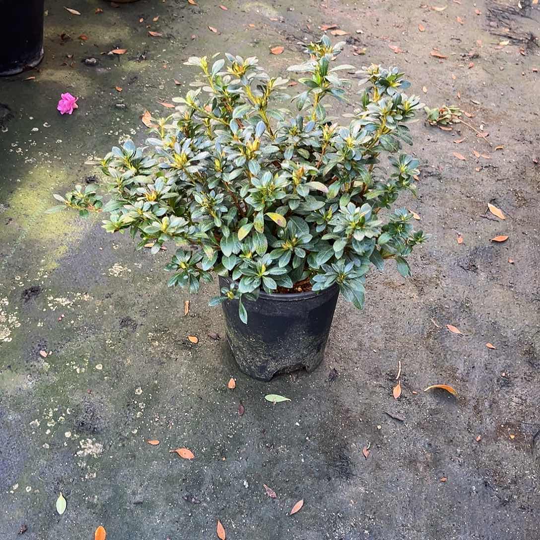 完全开放红姬杜鹃