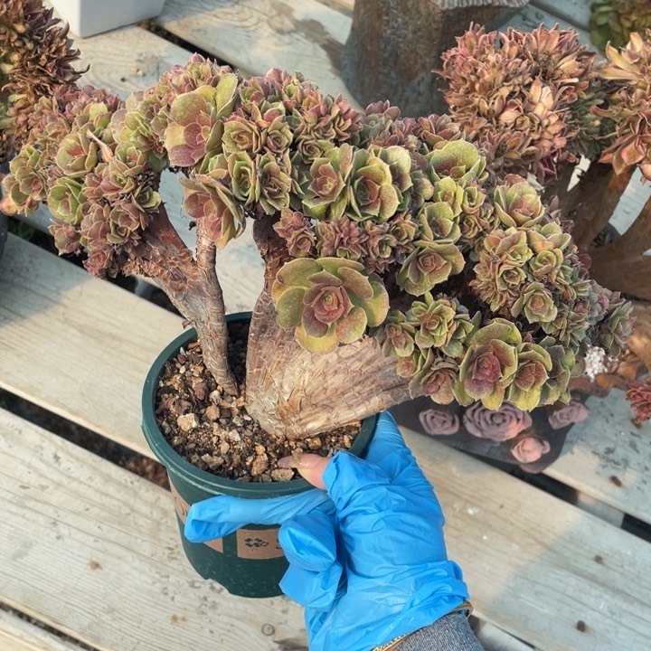 多肉葡萄多汁水果多香辣