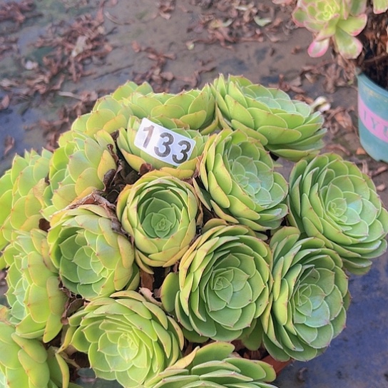 杨***岸多肉植物一个沙拉碗
