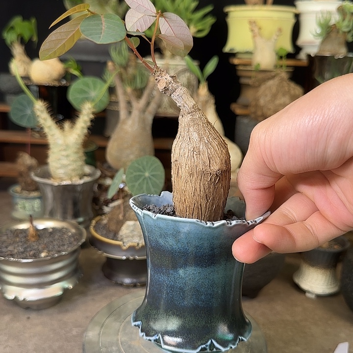 一物一拍老家奇艺油柑210